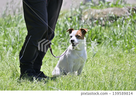 一隻傑克羅素梗犬正在散步 139589814
