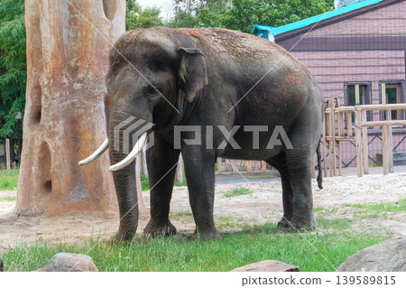 Elephant at zoo. Keeping wild animals in zoological parks. Largest land animal, symbolizing wisdom, longevity, luck, and strength. Elephant at zoo. Keeping wild animals in zoological parks. Largest land animal, symbolizing wisdom, longevity, luck, and strength. 139589815