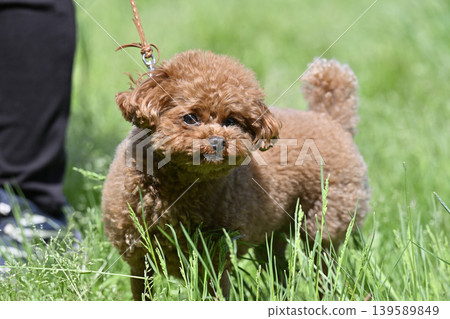 玩具貴賓犬散步 玩具貴賓犬散步 139589849