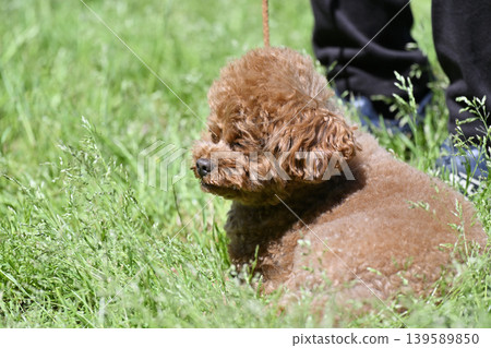 玩具貴賓犬散步 玩具貴賓犬散步 139589850