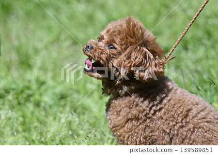 玩具貴賓犬散步 玩具貴賓犬散步 139589851