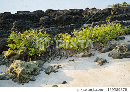 沖繩縣西表島船木灣雲徹河口 沖繩縣西表島船木灣雲徹河口 139589876