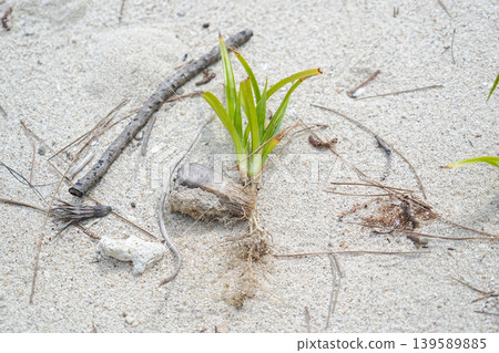 Okinawa Prefecture, Iriomote Island: Young Pandanus seedlings 139589885