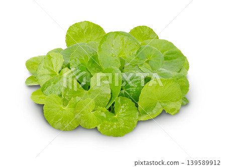 Gotu Kola (Centella asiatica) is a traditional herbal plant widely known  on white back ground. 139589912