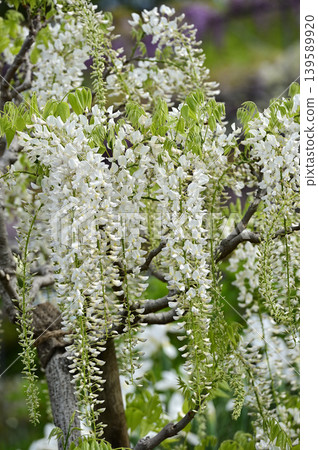 White wisteria flowers and wisteria trellises in bloom at Hamamatsu Flower Park. White wisteria flowers and wisteria trellises in bloom at Hamamatsu Flower Park. 139589920