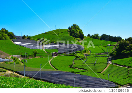 和束茶村:白洲和石寺的茶田 和束茶村:白洲和石寺的茶田 139589926