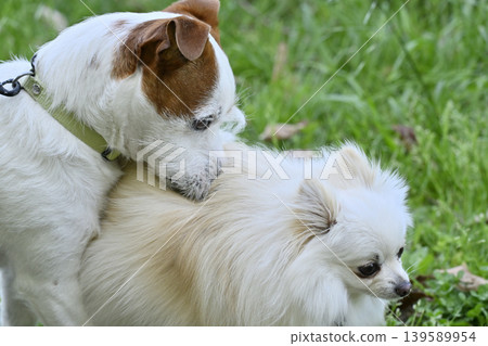 一隻喜歡博美犬的傑克羅素梗犬 139589954