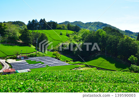 Kyoto, Wazuka Tea Village: Tea plantations in Shirasu and Ishidera Kyoto, Wazuka Tea Village: Tea plantations in Shirasu and Ishidera 139590003