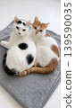 Two cats (black and white, brown and white) sitting close together. 139590035
