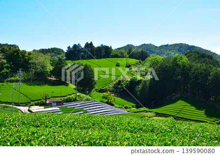 Kyoto, Wazuka Tea Village: Tea plantations in Shirasu and Ishidera 139590080