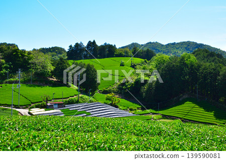Kyoto, Wazuka Tea Village: Tea plantations in Shirasu and Ishidera Kyoto, Wazuka Tea Village: Tea plantations in Shirasu and Ishidera 139590081