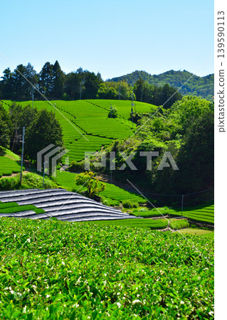 京都與束茶村:白洲和石寺的茶園 京都與束茶村:白洲和石寺的茶園 139590113