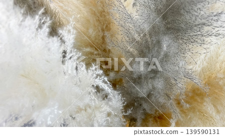 Macro shot of fluffy cream and grey pampas grass with feathery texture for aesthetic interior decor Macro shot of fluffy cream and grey pampas grass with feathery texture for aesthetic interior decor 139590131