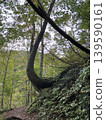 Crooked trees and forest 139590161