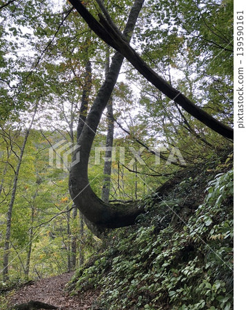 Crooked trees and forest Crooked trees and forest 139590161
