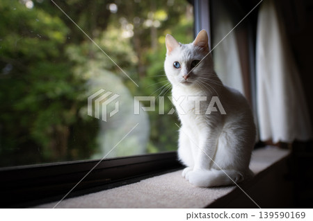 A beautiful white cat gazes out the window. A peaceful everyday life in a brightly lit room. A beautiful white cat gazes out the window. A peaceful everyday life in a brightly lit room. 139590169