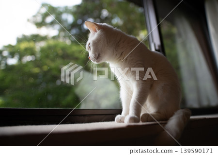 A beautiful white cat gazes out the window. A peaceful everyday life in a brightly lit room. A beautiful white cat gazes out the window. A peaceful everyday life in a brightly lit room. 139590171