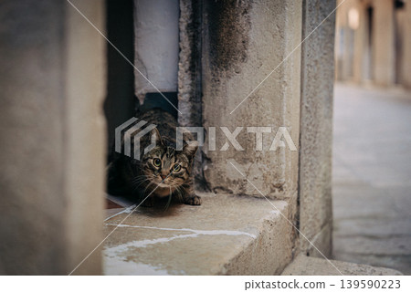 Spotted Venetian street cat watching from house doorstep Spotted Venetian street cat watching from house doorstep 139590223