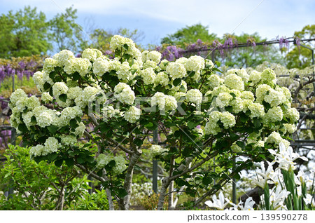 Fresh green leaves and Japanese snowball viburnum 139590278