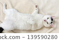 A portrait of a black and white cat lying on its back, looking affectionate. 139590280