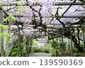 Ooe-ji Temple, Dragon God's Wisteria 139590369