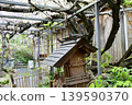 Ooe-ji Temple, Dragon God's Wisteria 139590370