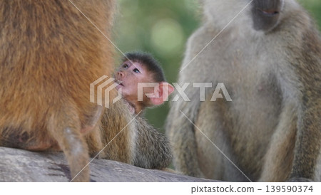 Mother and baby baboon Mother and baby baboon 139590374