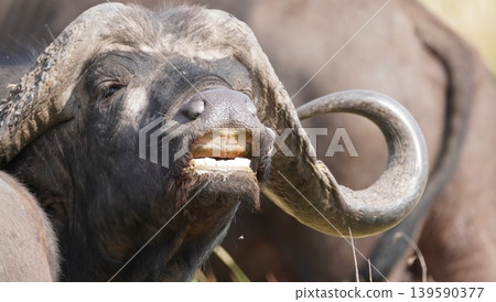 cape buffalo horns cape buffalo horns 139590377