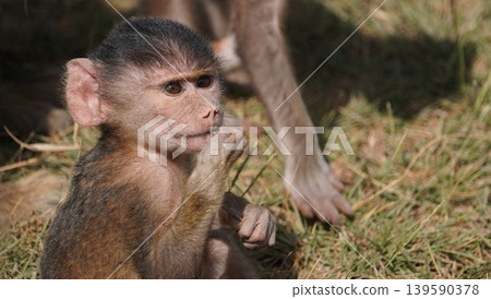 baby baboon close up baby baboon close up 139590378