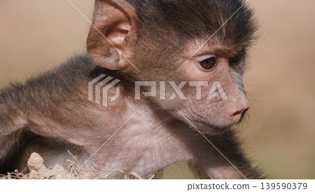 close up of a baby baboon close up of a baby baboon 139590379