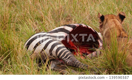 the carcass of a zebra completely eaten the carcass of a zebra completely eaten 139590387