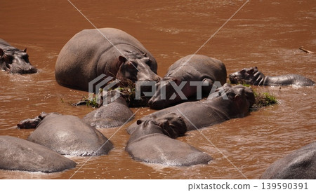 Group of hippos in a hippo pool Group of hippos in a hippo pool 139590391