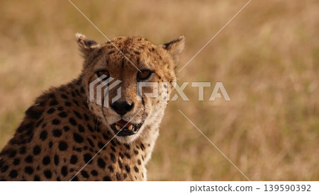 cheetah close up of the face 139590392