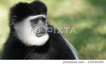 Face of a colobus monkey Face of a colobus monkey 139590399