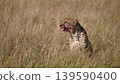 cheetah cub after feeding well 139590400