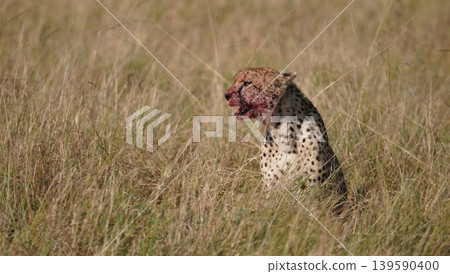 cheetah cub after feeding well cheetah cub after feeding well 139590400