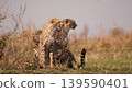 Cheetah cubs ready to hunt 139590401