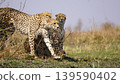 Cheetah stretch to start running 139590402