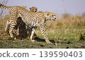 cheetahs ready to start hunting 139590403
