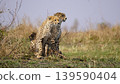 cheetahs start to stalk 139590404
