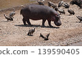 hippo passing between vultures 139590405