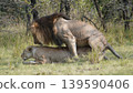 lions mating side view 139590406