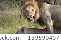lion face after mating 139590407
