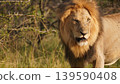 close up face of a lion 139590408