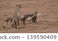cheetah mother with babies 139590409