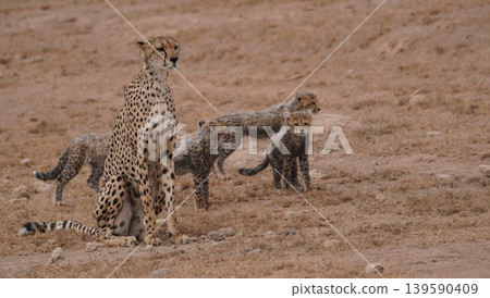 cheetah mother with babies 139590409