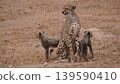 Cheetah mother and cubs in a dry park 139590410