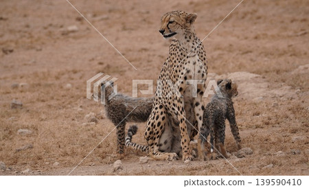 Cheetah mother and cubs in a dry park Cheetah mother and cubs in a dry park 139590410