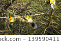 Yellow weaver birds building a nest 139590411
