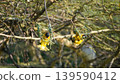 busy masked weavers building a nest 139590412